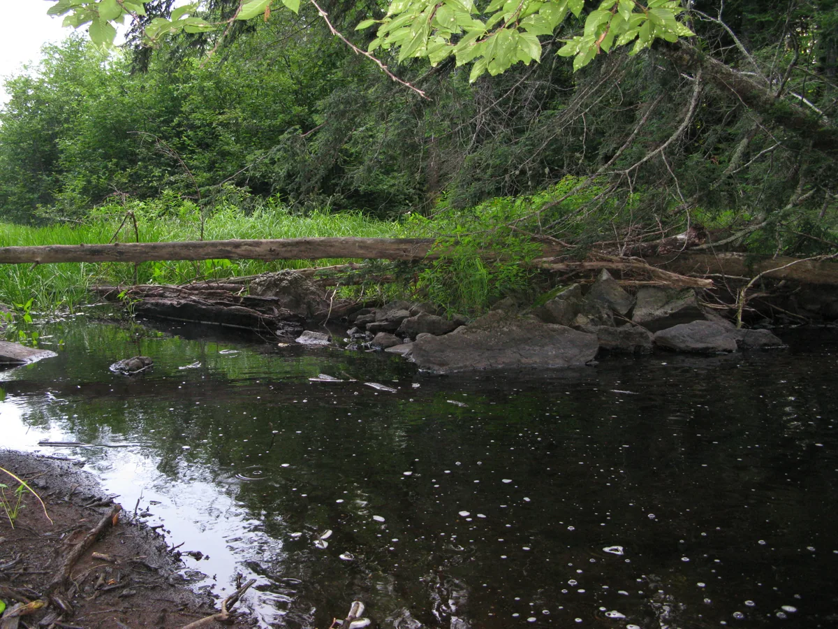 Mucky pool below the falls