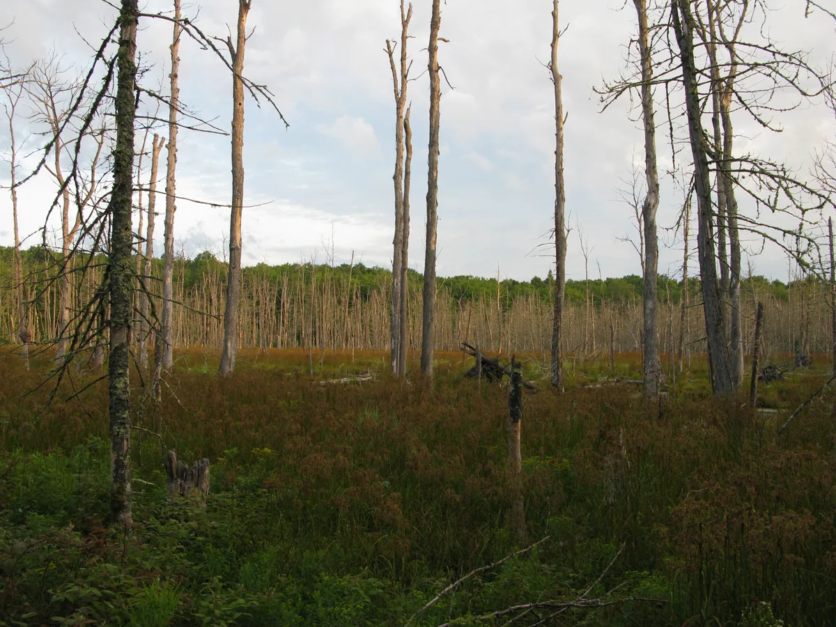 Trail dead end in a swamp