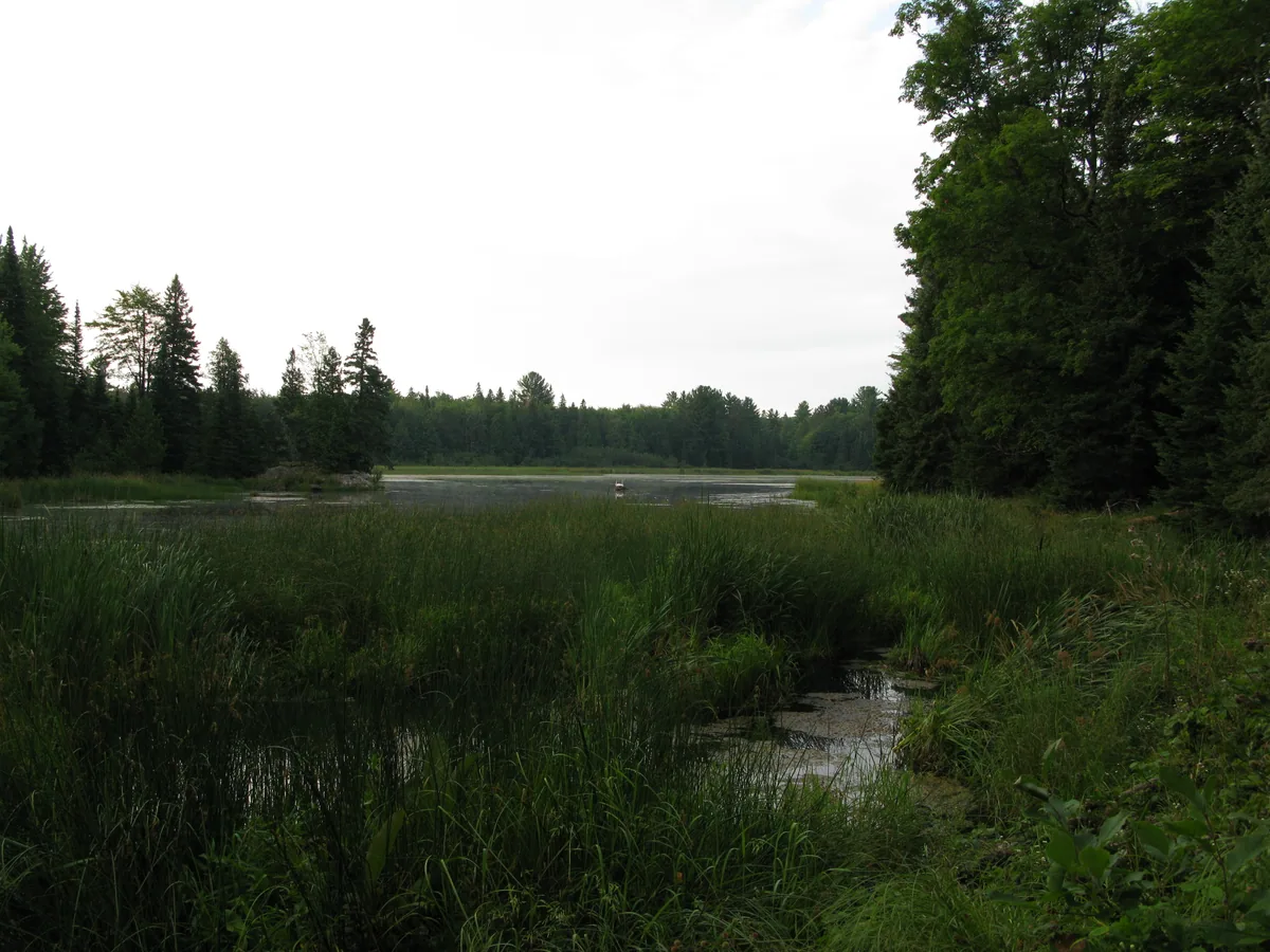 A swampy pond above the falls