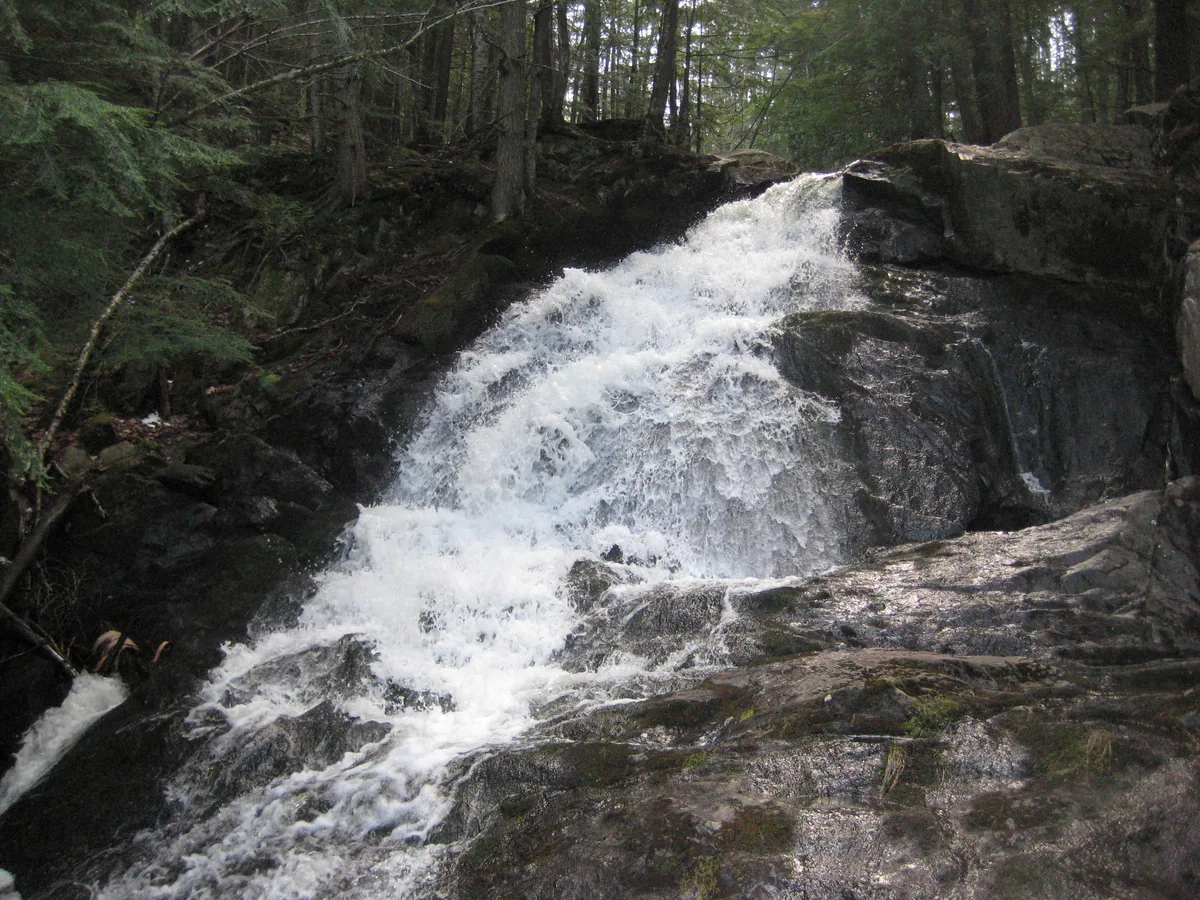 Engorged Alder Falls