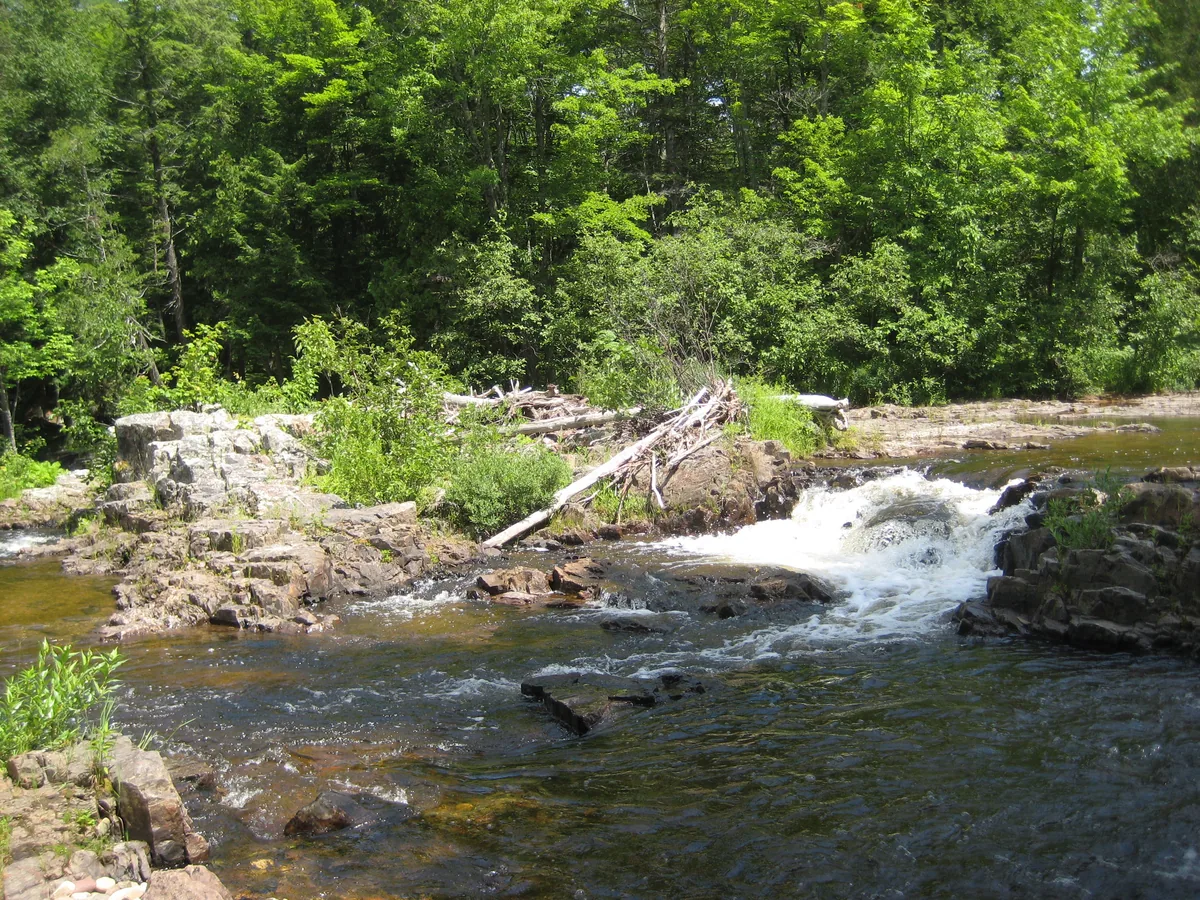 Scraggly brush on the block river