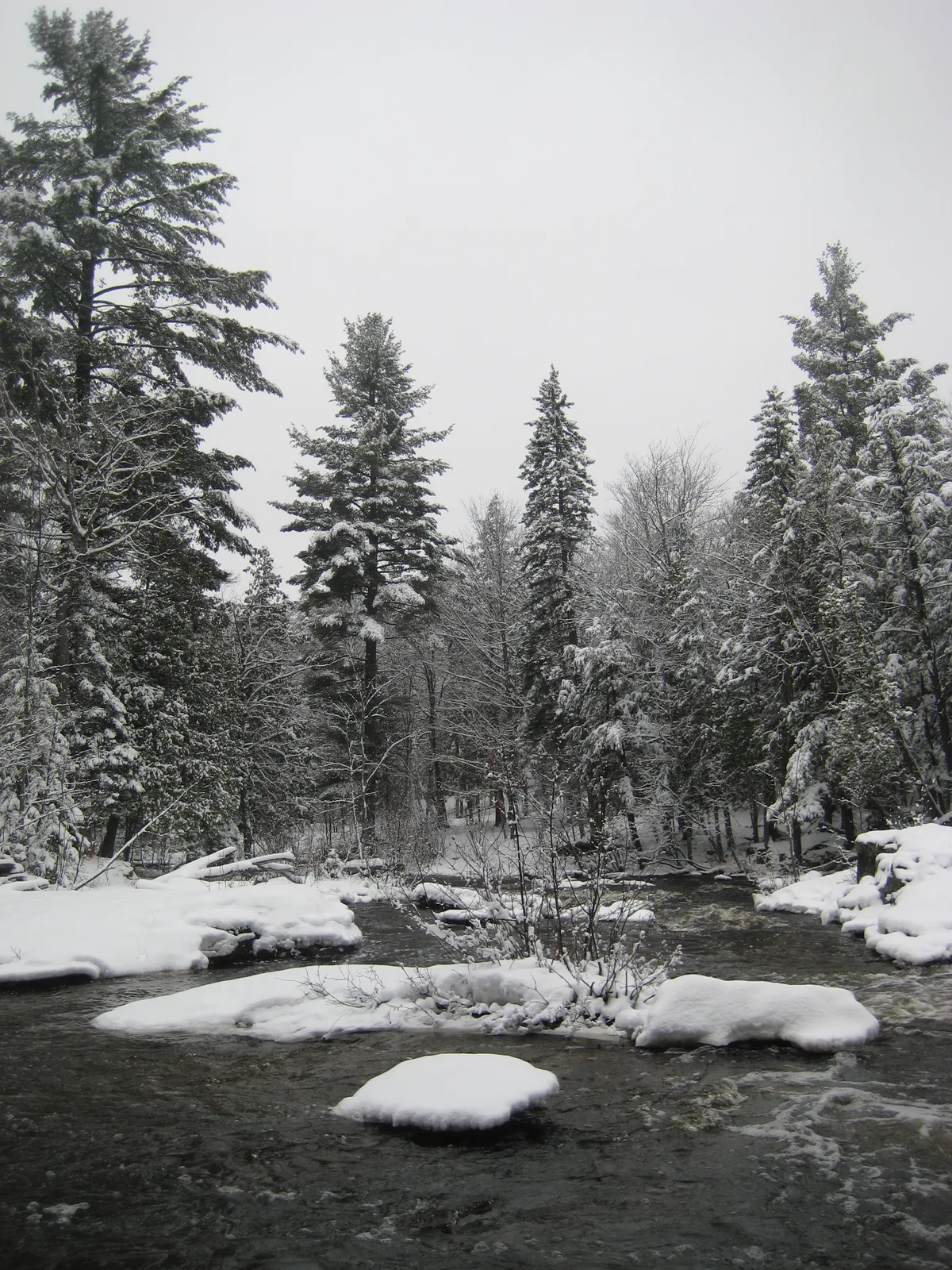 Snow covered pines towering above the water