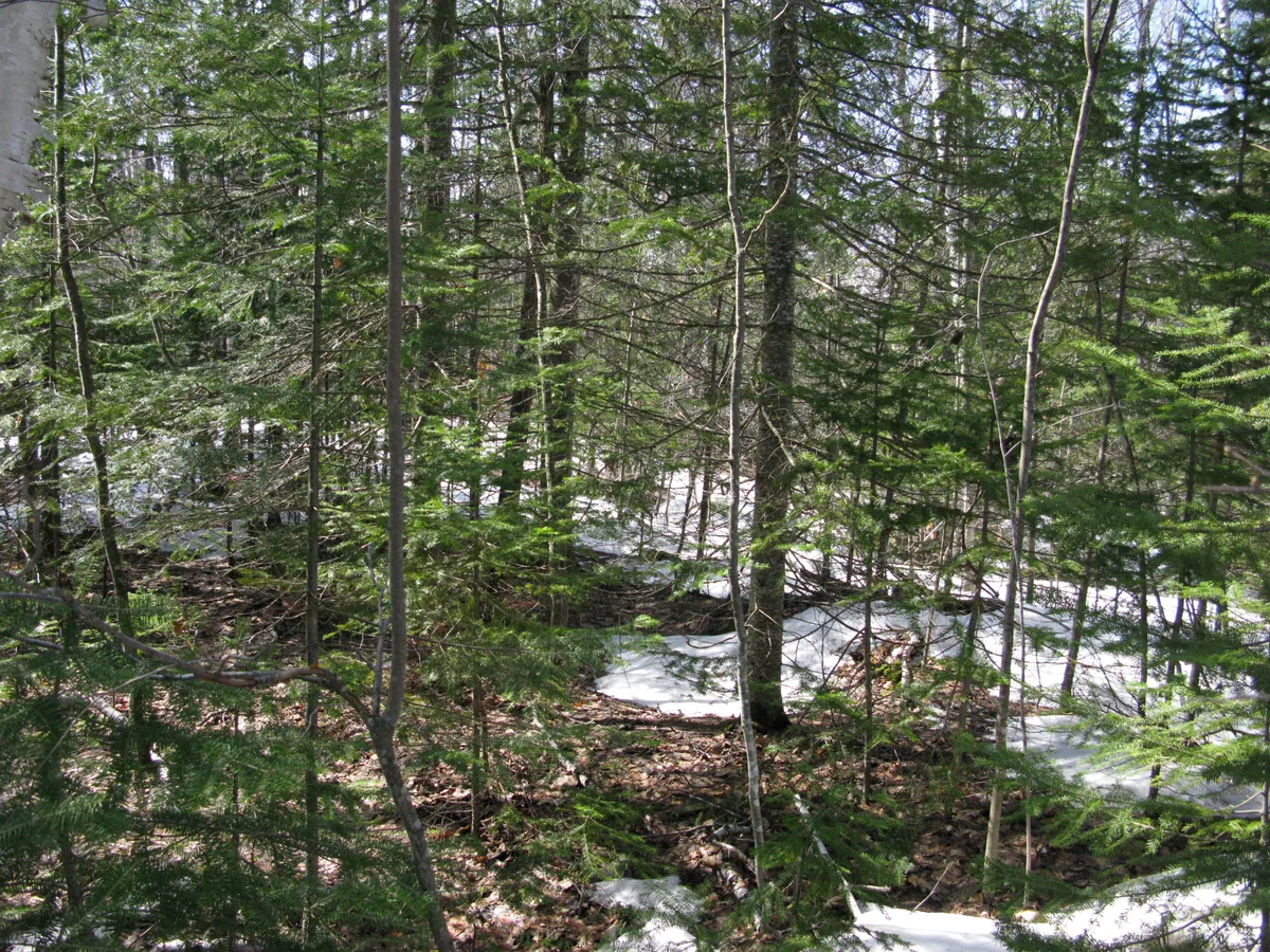 Snow and short, clingy trees