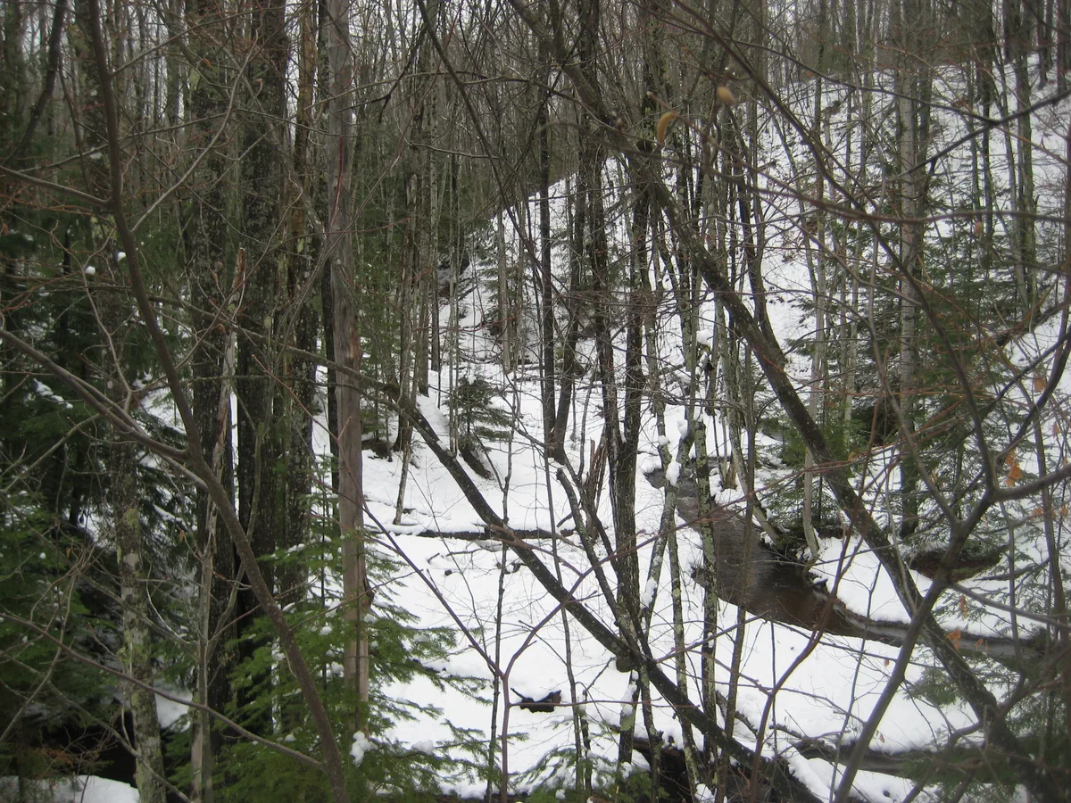 Immature snowy valley