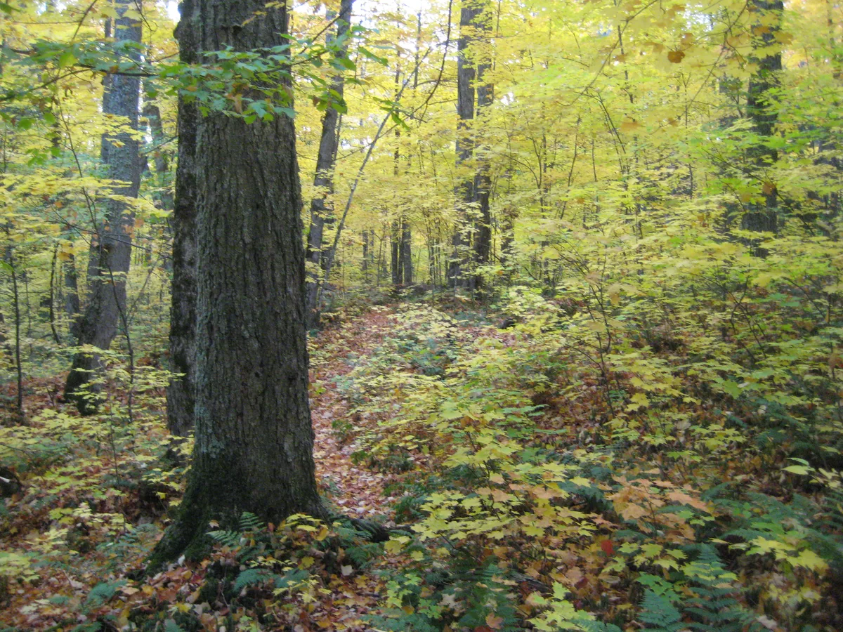Faint path through yellow trees