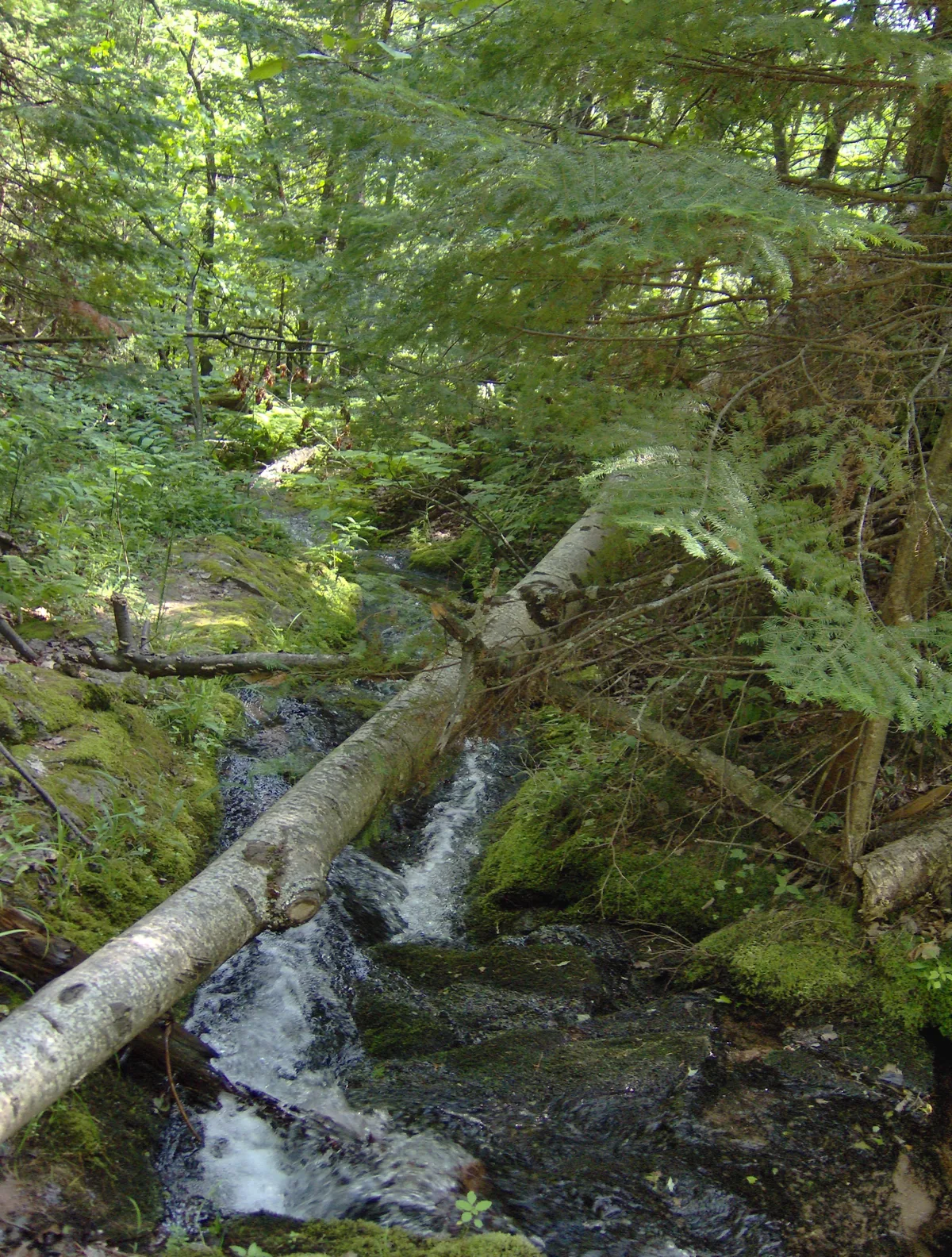 Tiny creek around fallen trees