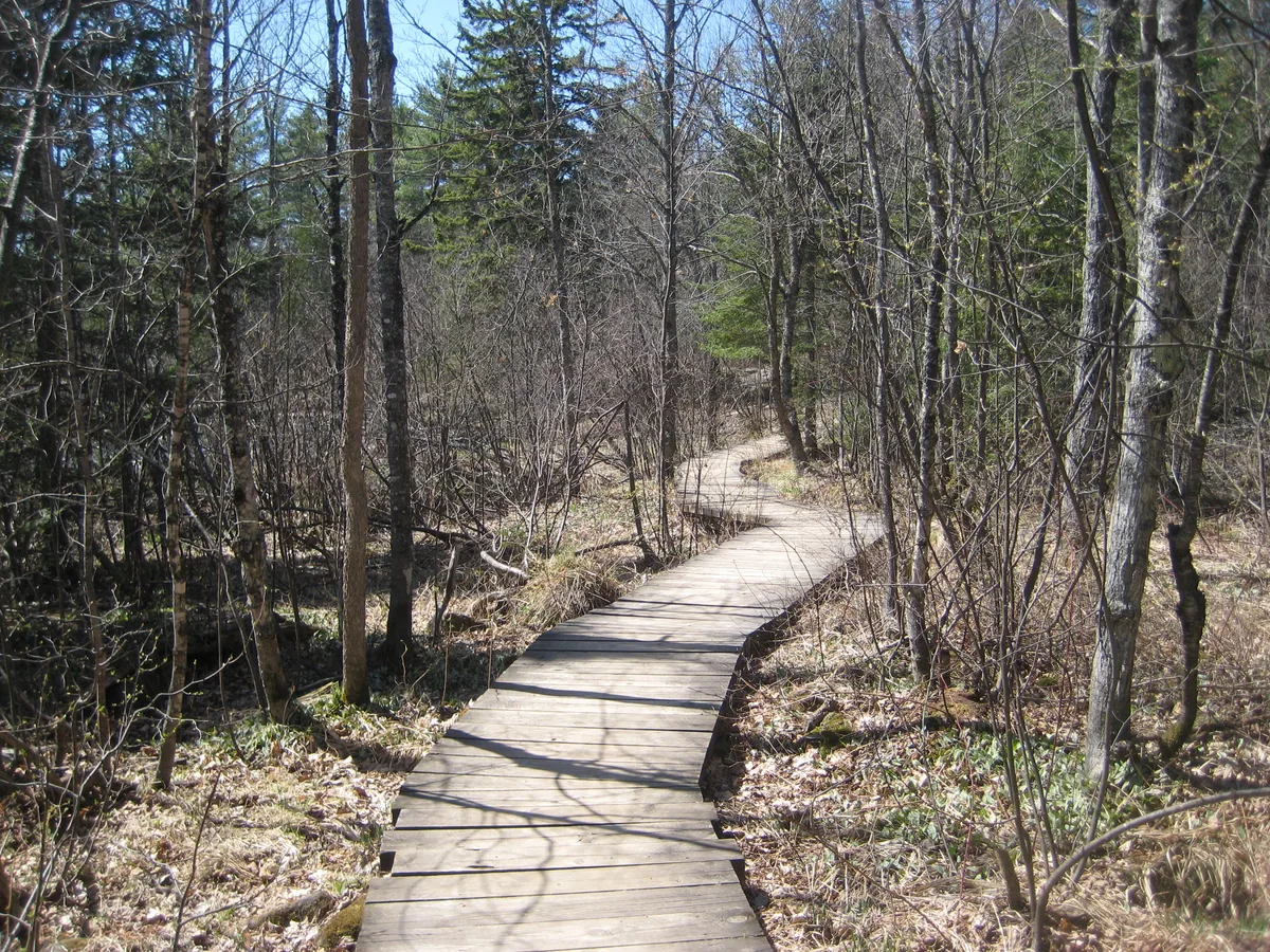 A familiar wooden footpath