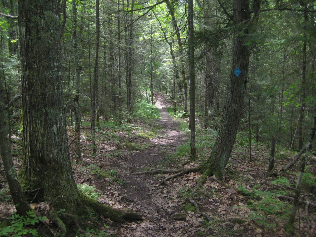 Older forests along the path close to the falls