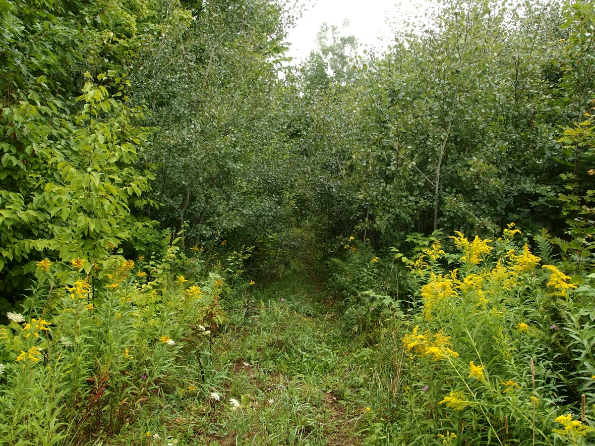 Obscured path spilling down to the river