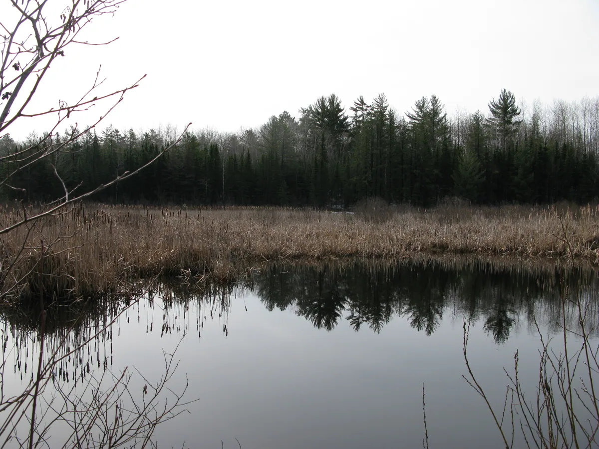 Still morning pond