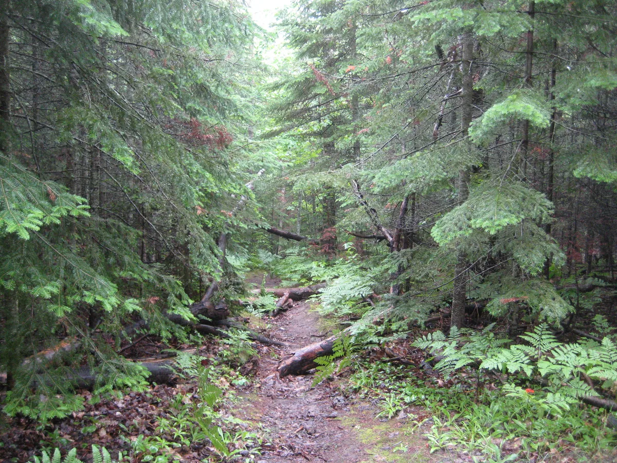 Cluttered path to the river