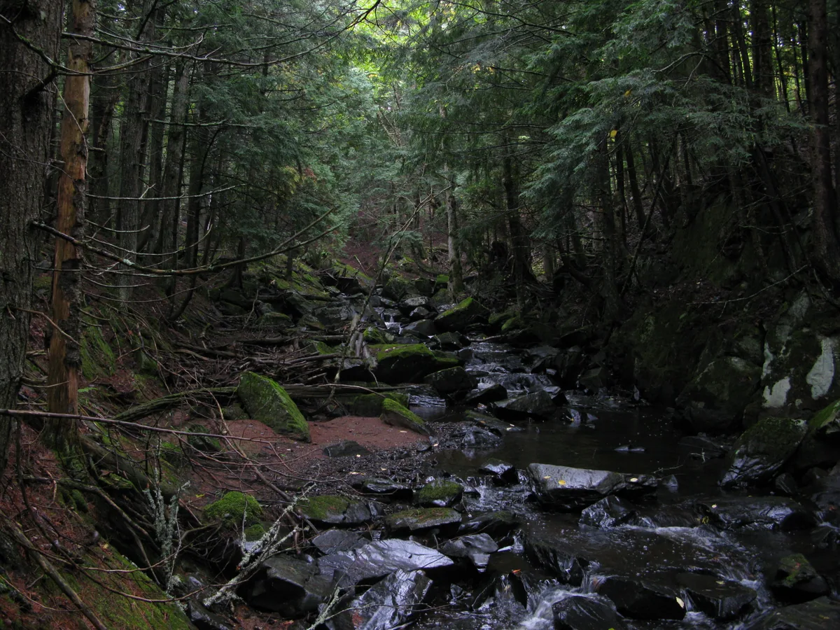 Dark, wet creek