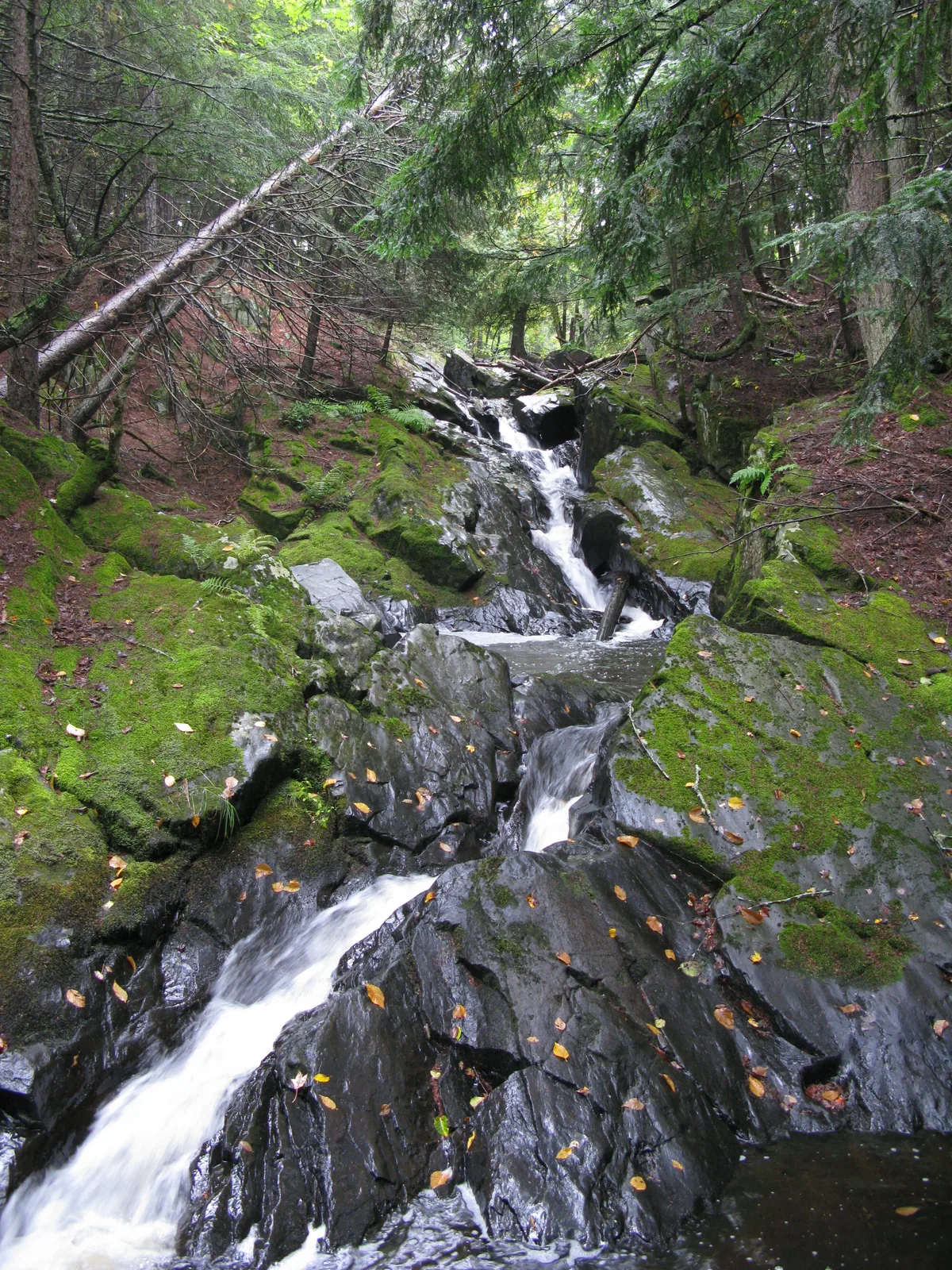 Long tail of mossy chutes
