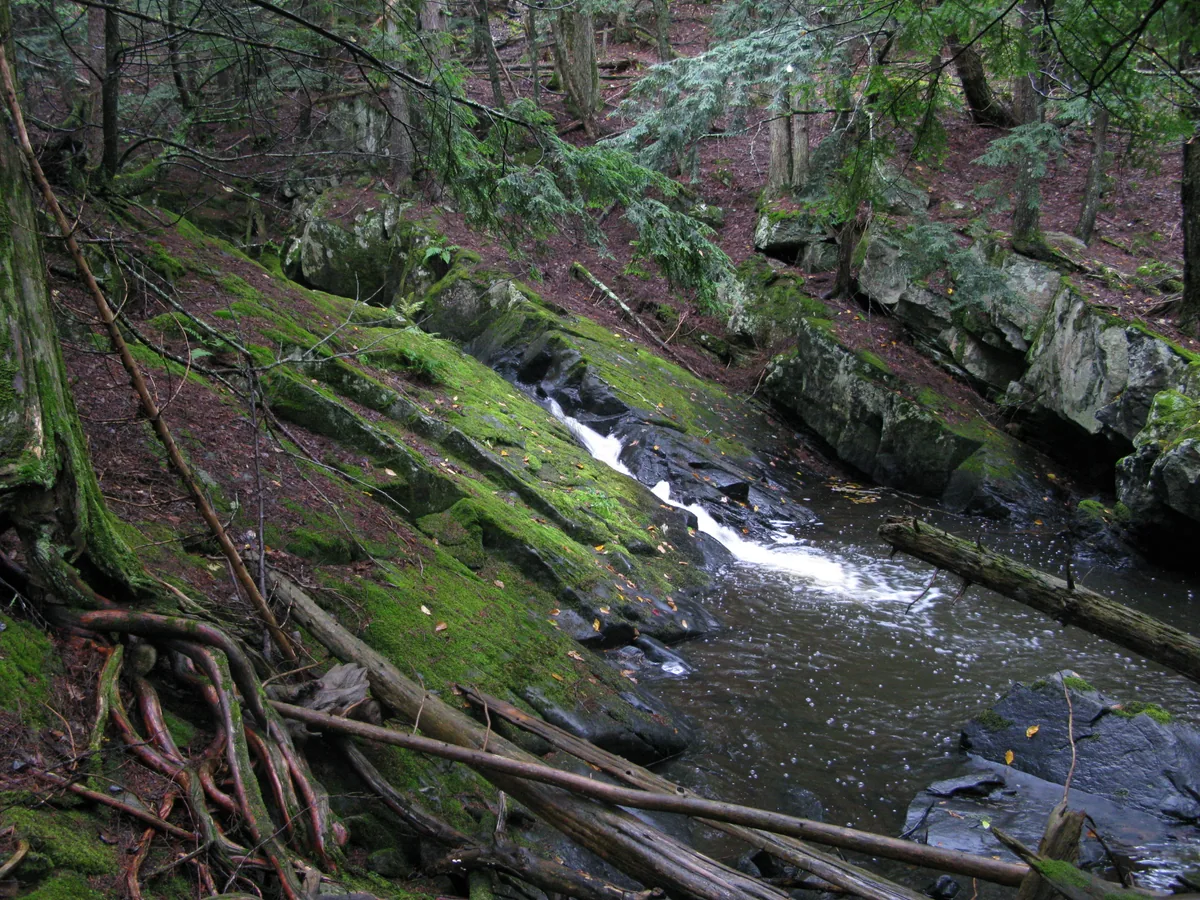 Lower mossy chute