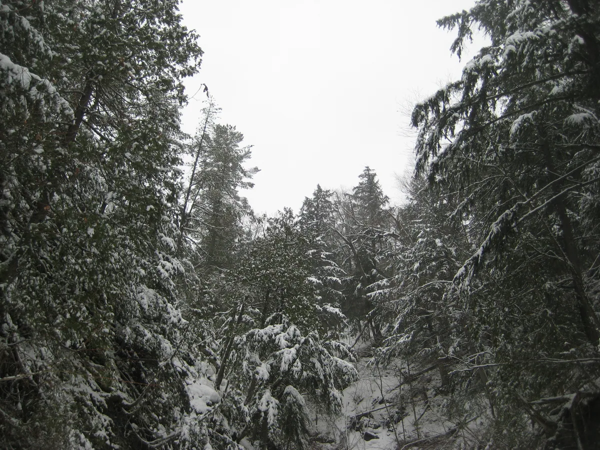 Looking up the step gorge