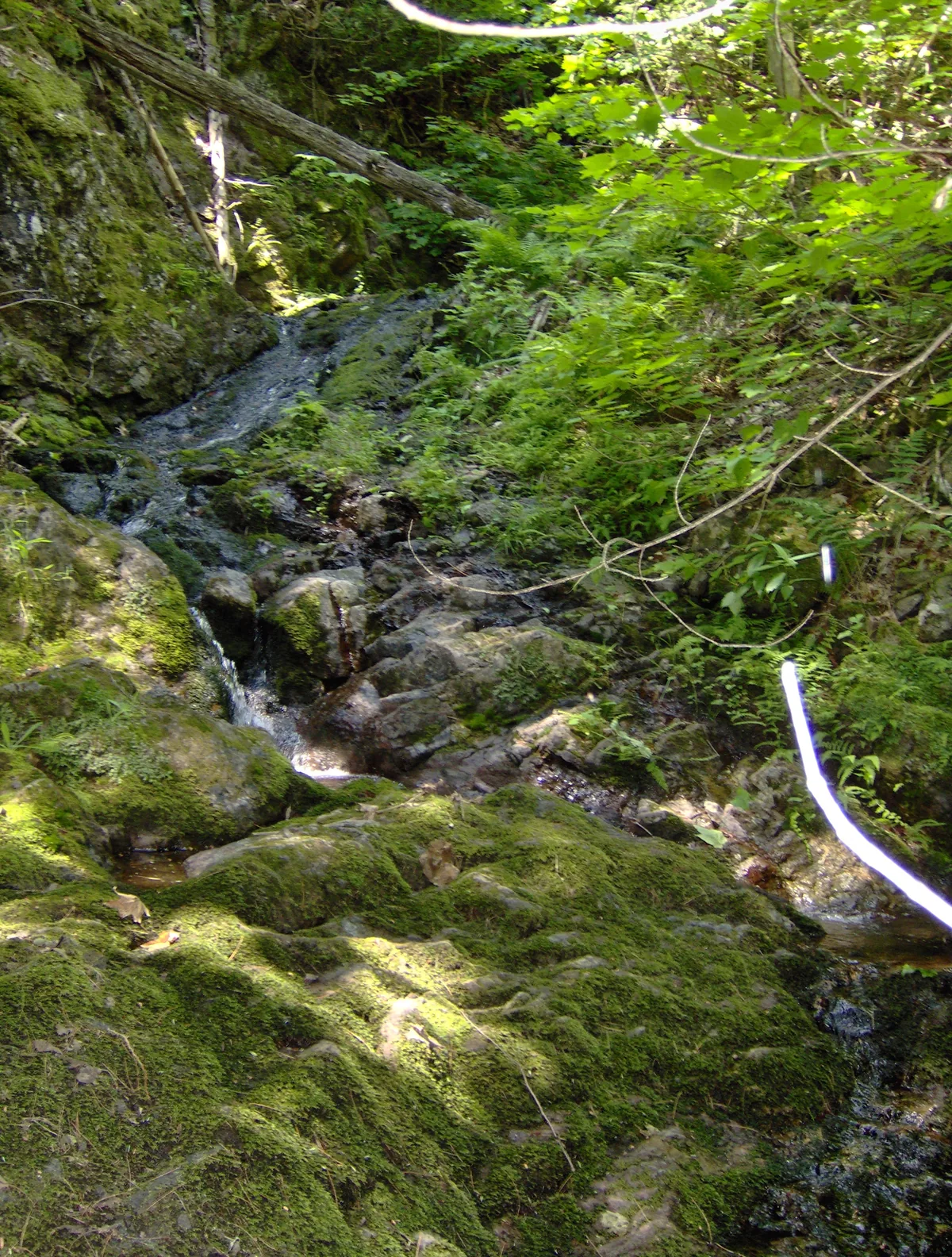 Mossy drops on the creek