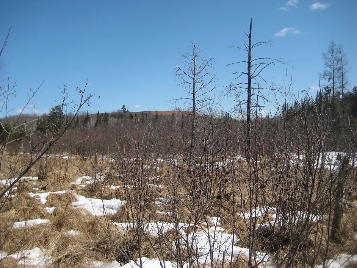 Piles of Tilden Mine beyond the swamp