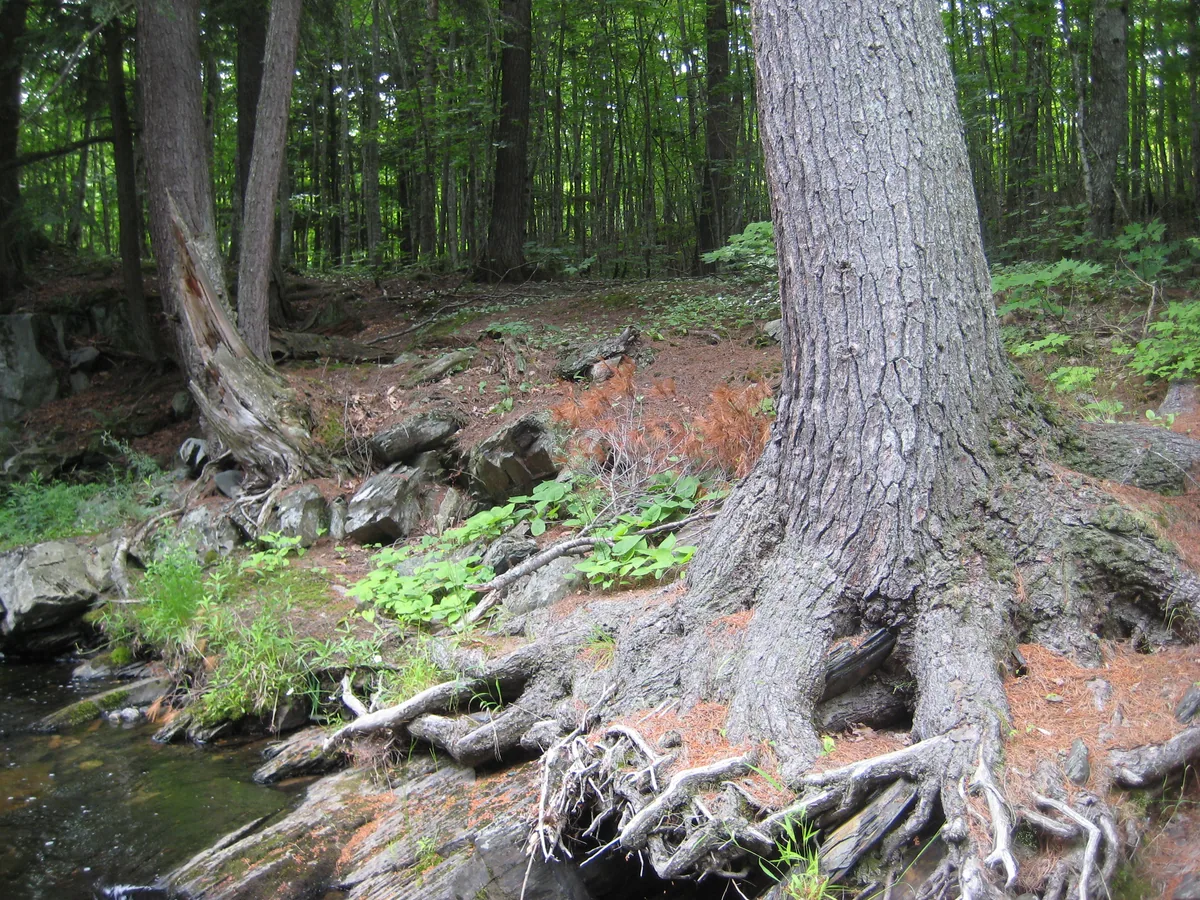 Large pine tree hanging over the river