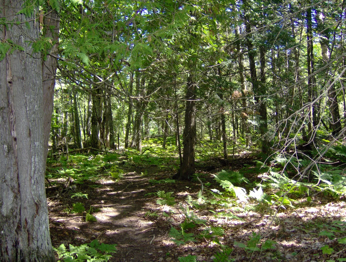 Forest trail