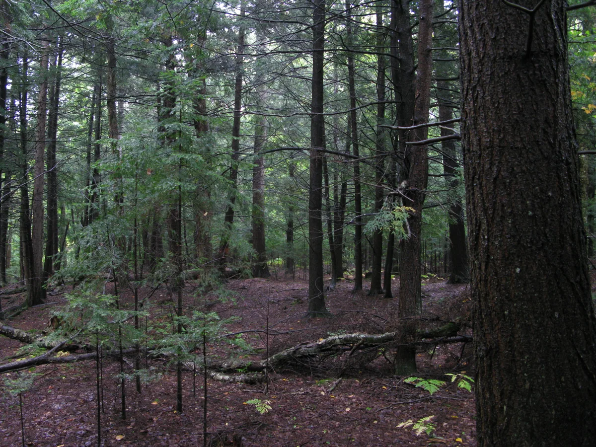 Thick pine woods