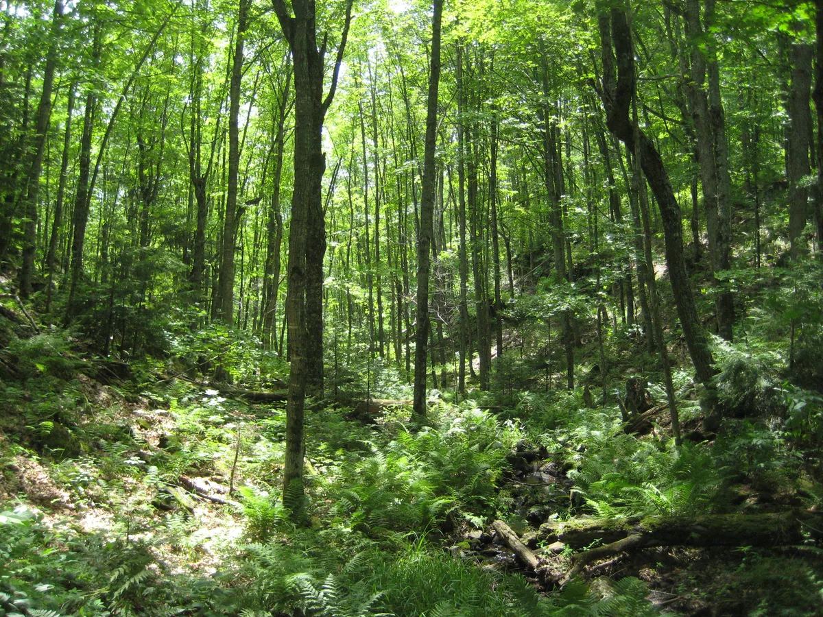 Deep green surrounding the tiny creek