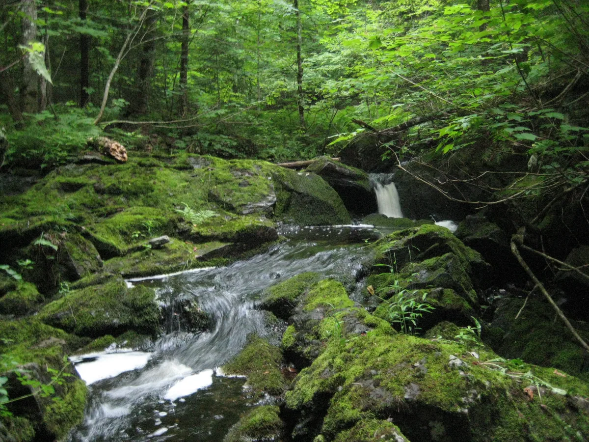 Mossy upper drops