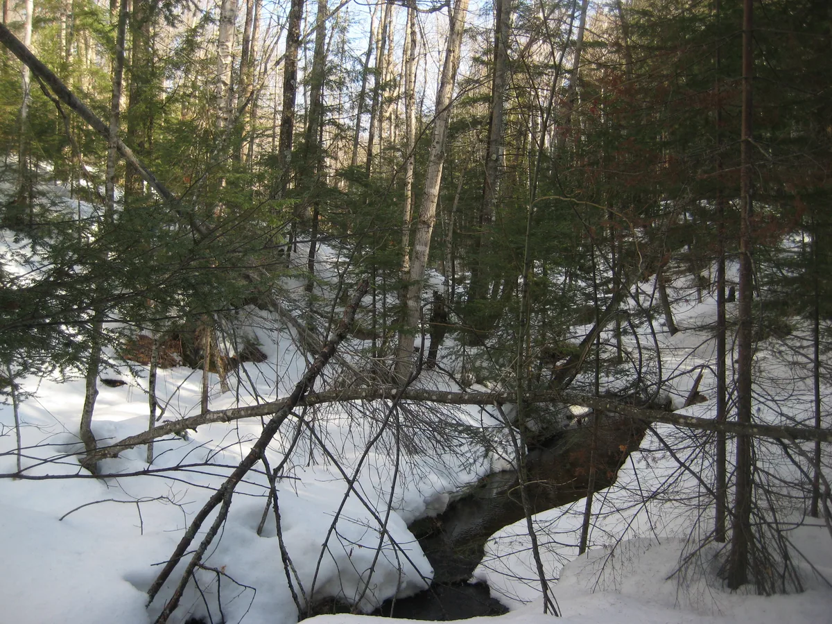 Snowy woods above the falls