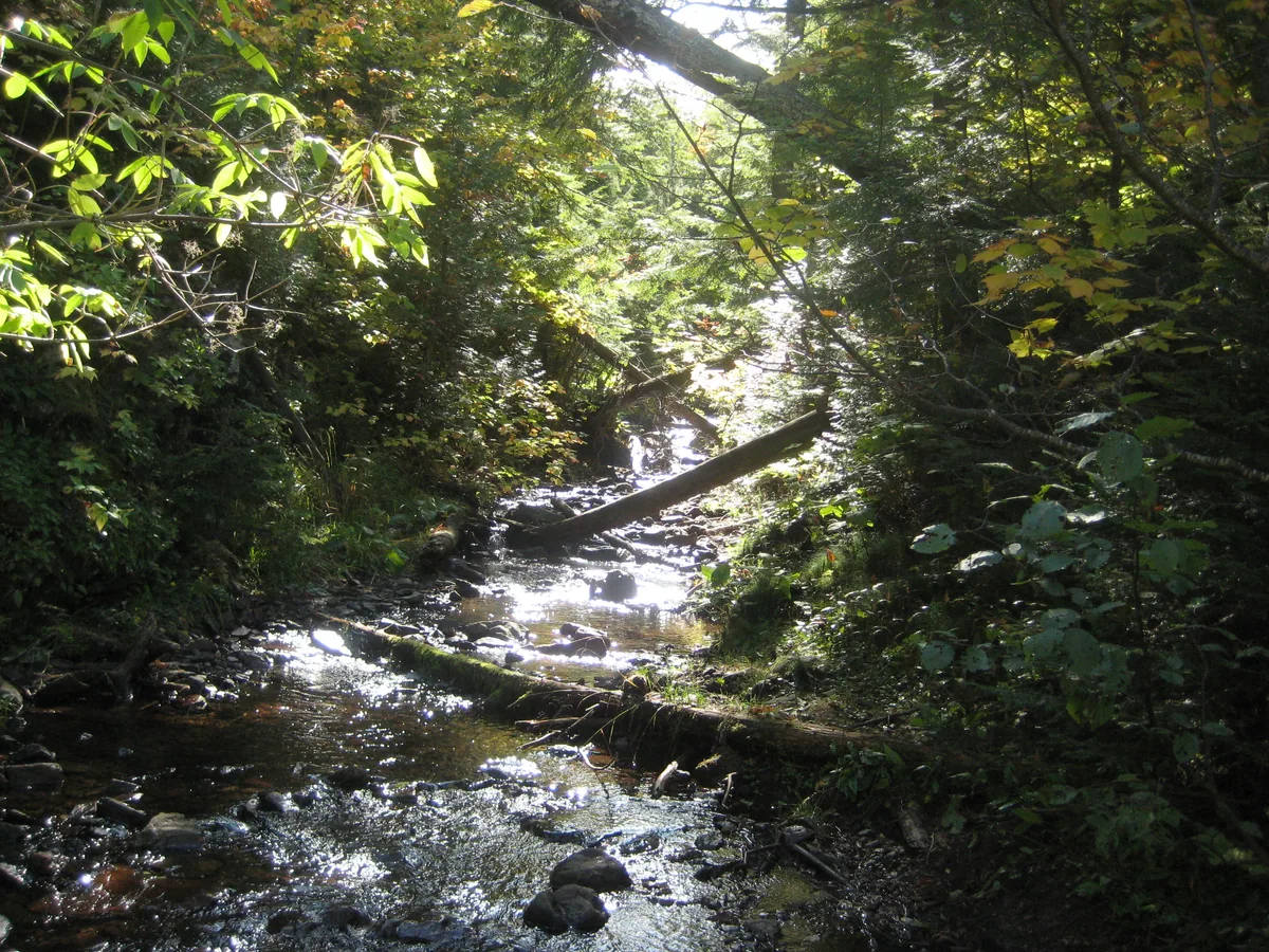Overgrown creek above the falls
