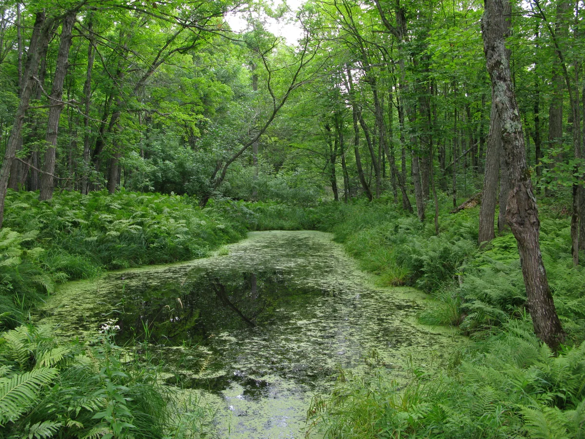 Swampy obstacles