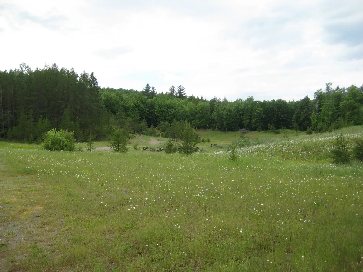 Old, overgrown sand pit