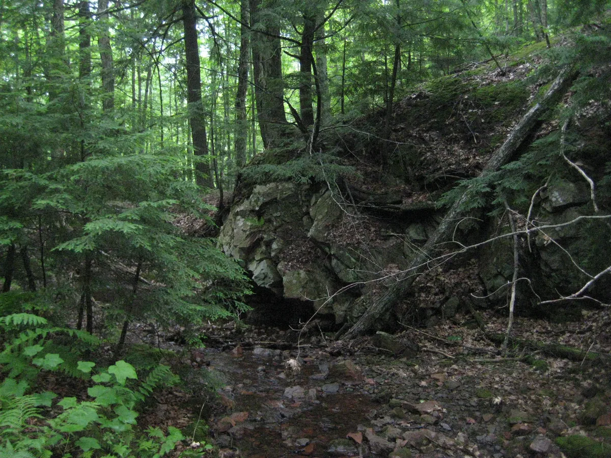 Dark green woods