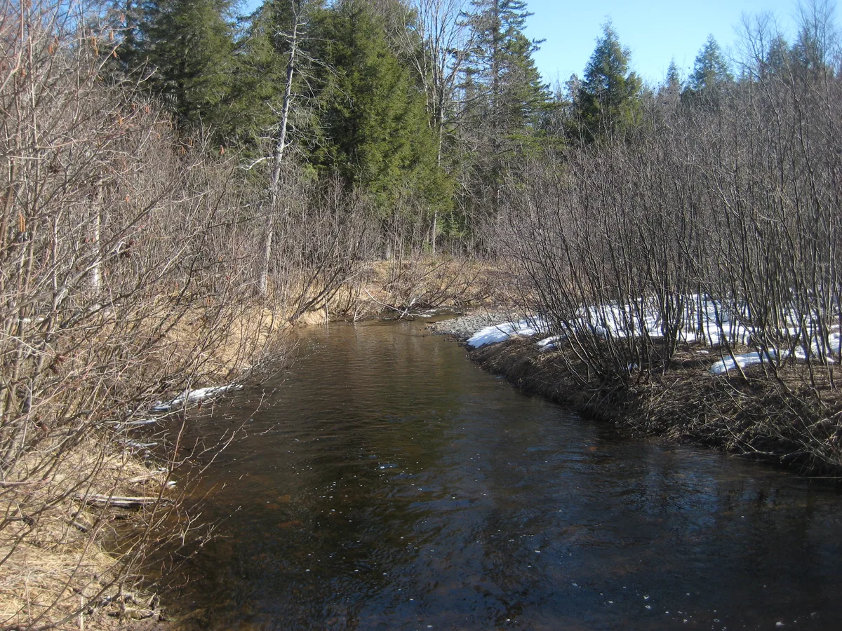 Barren swampy section of the river