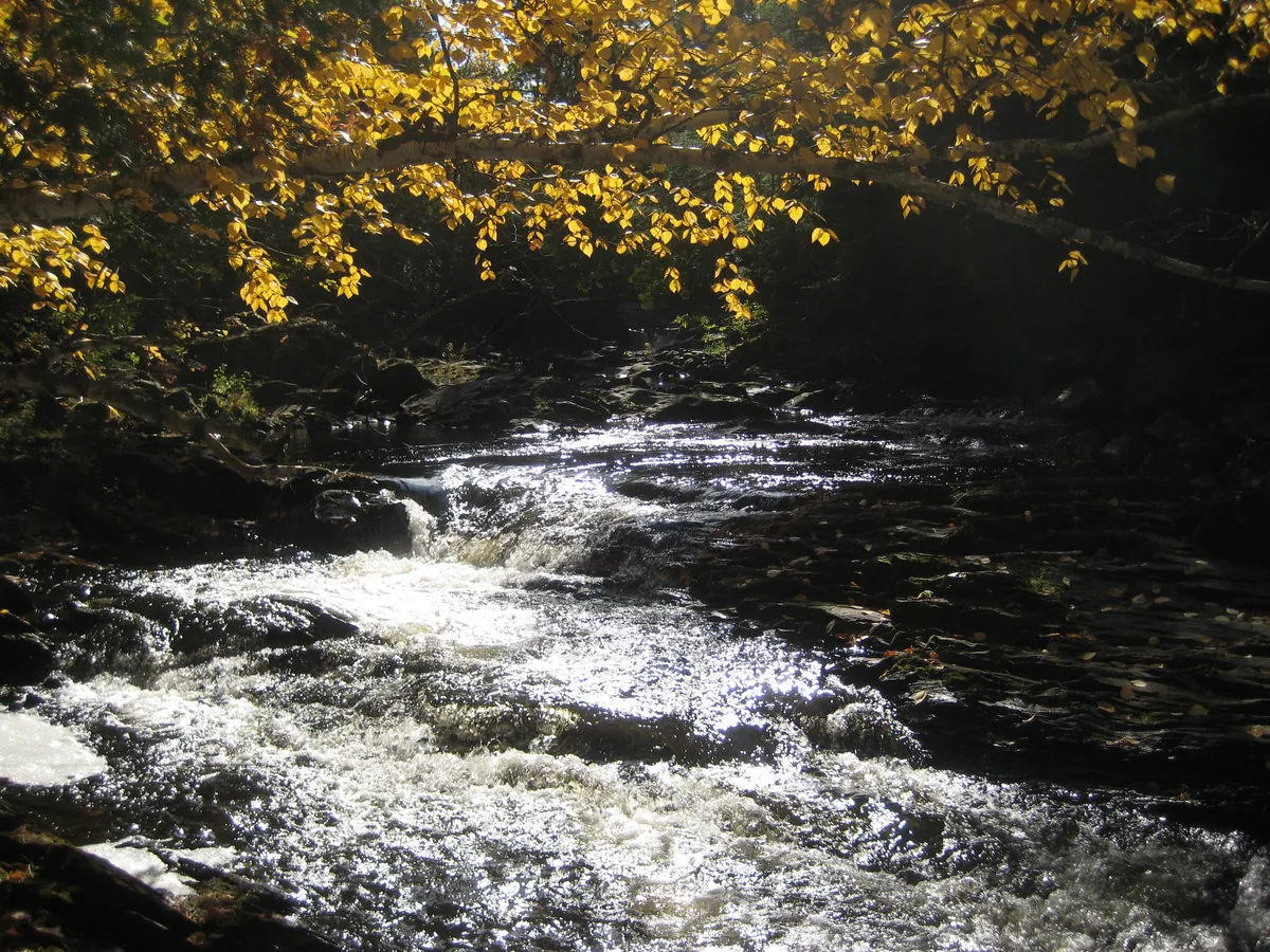 Dark rocks under bright fall leaves