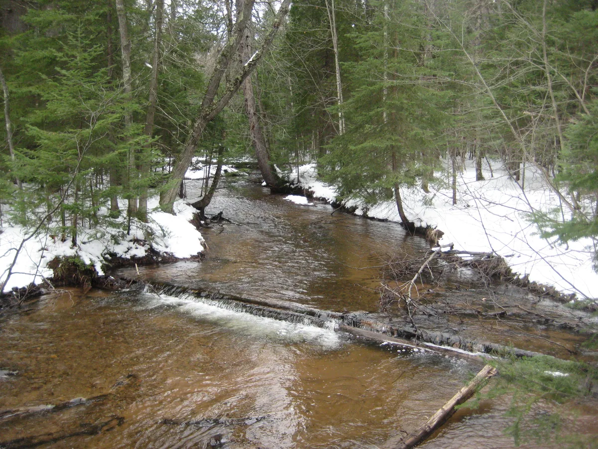 Mild Morgan Creek over a sandy bed