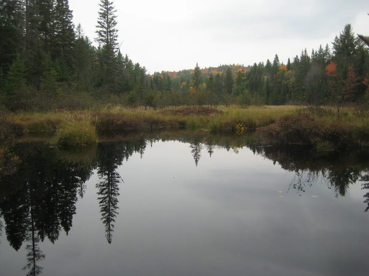 Calm beaver pool along the creek