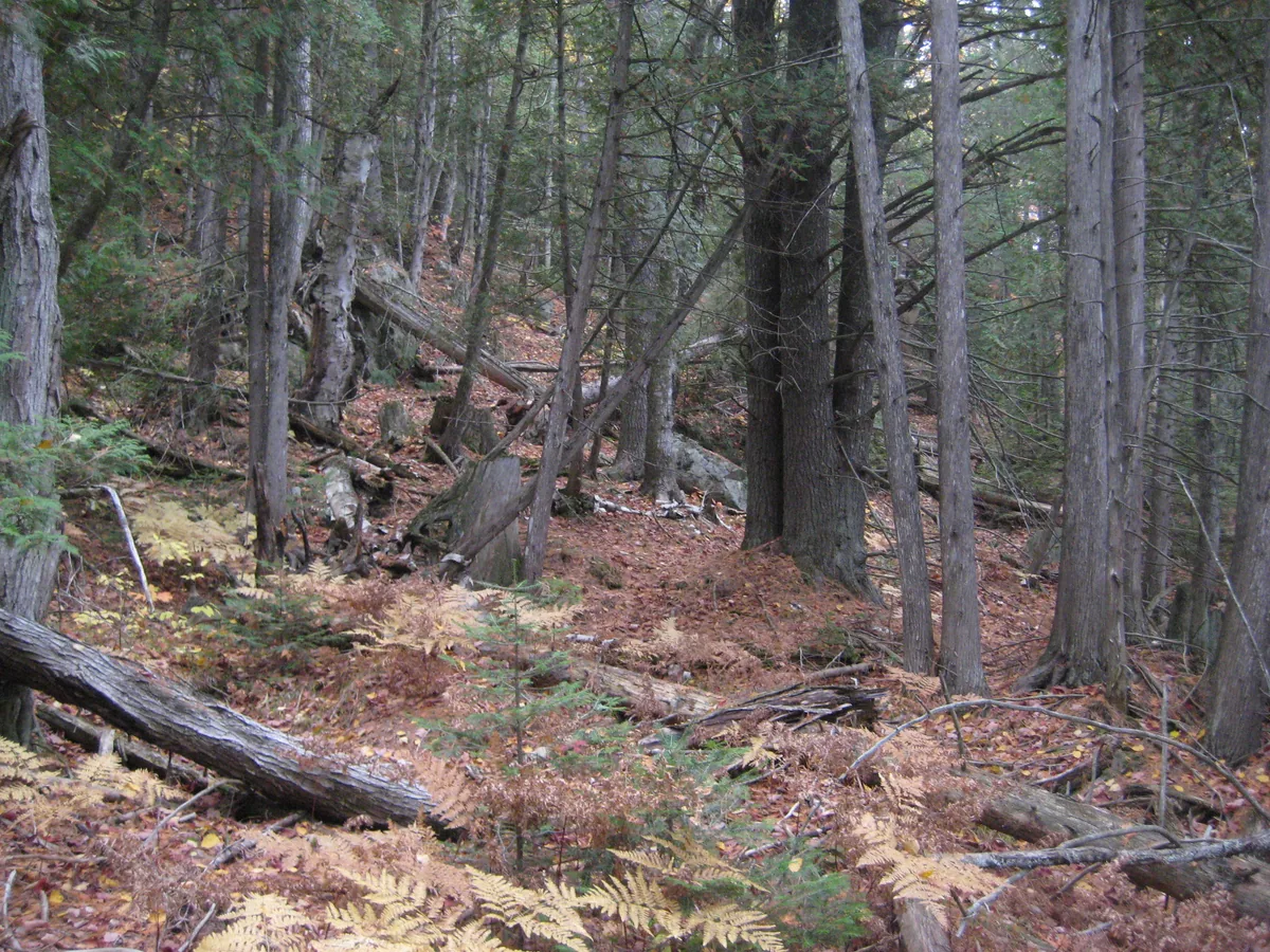 Woods near Mulligan Creek