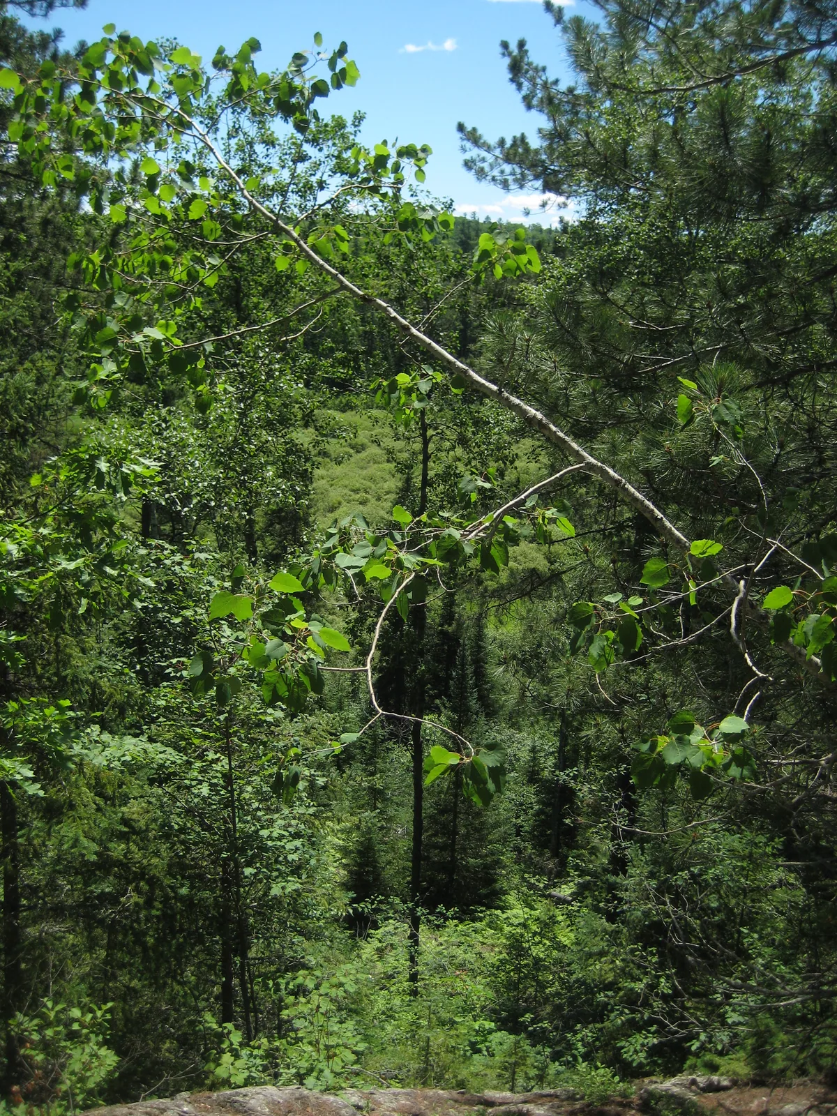 Carp River upstream of Nealy Creek