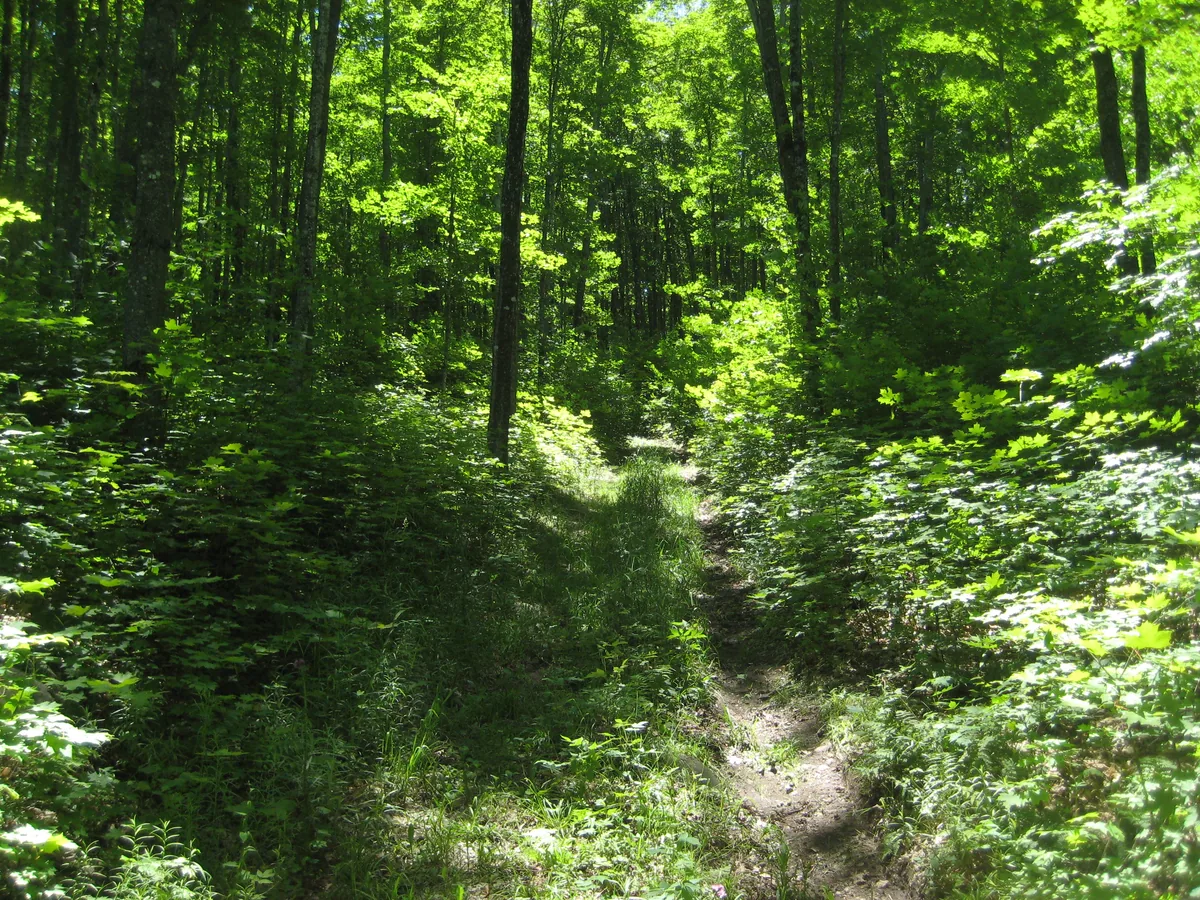 Footpath north of Nealy Falls