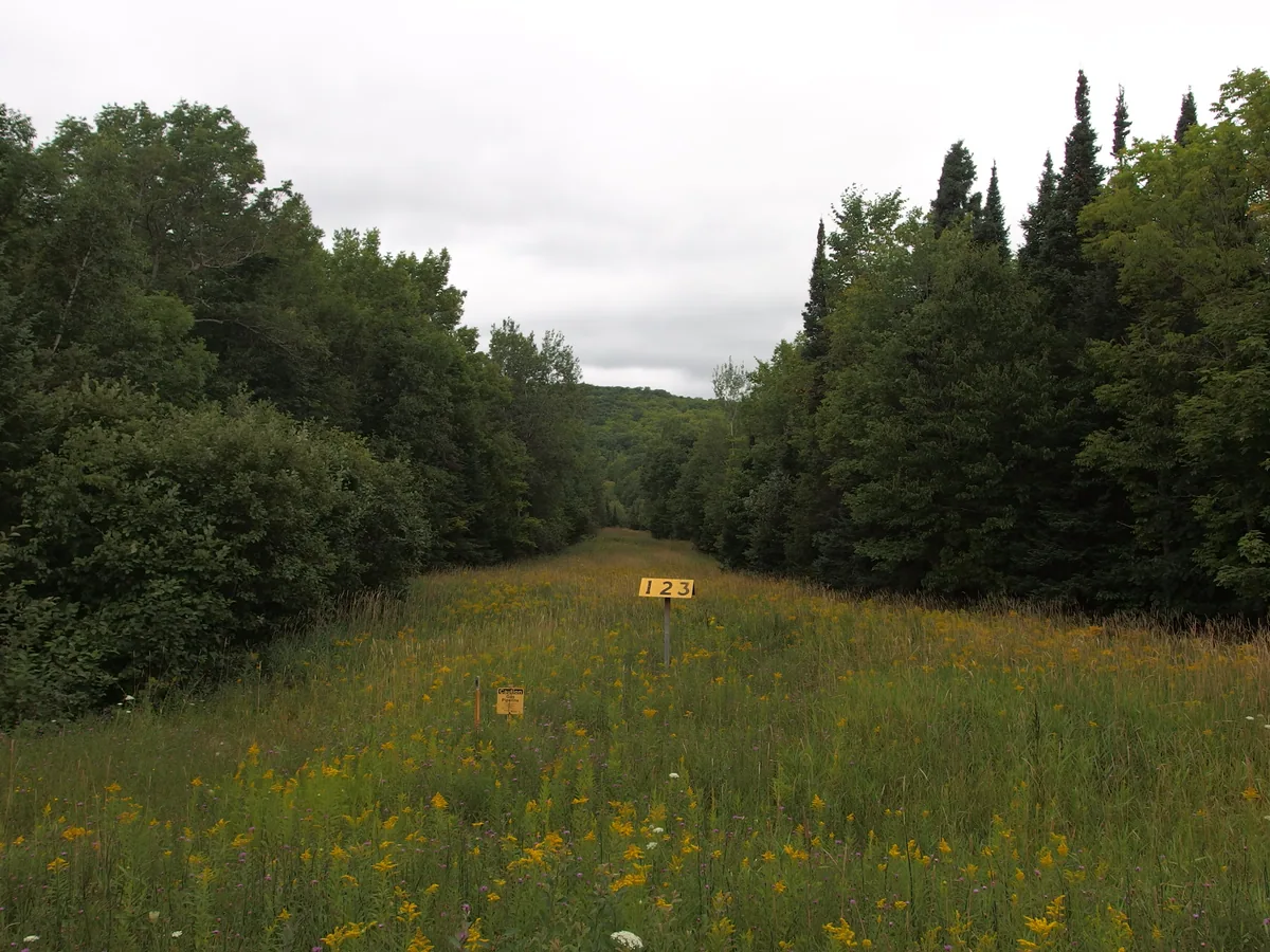 Tall, thick grass on the pipeline clearing