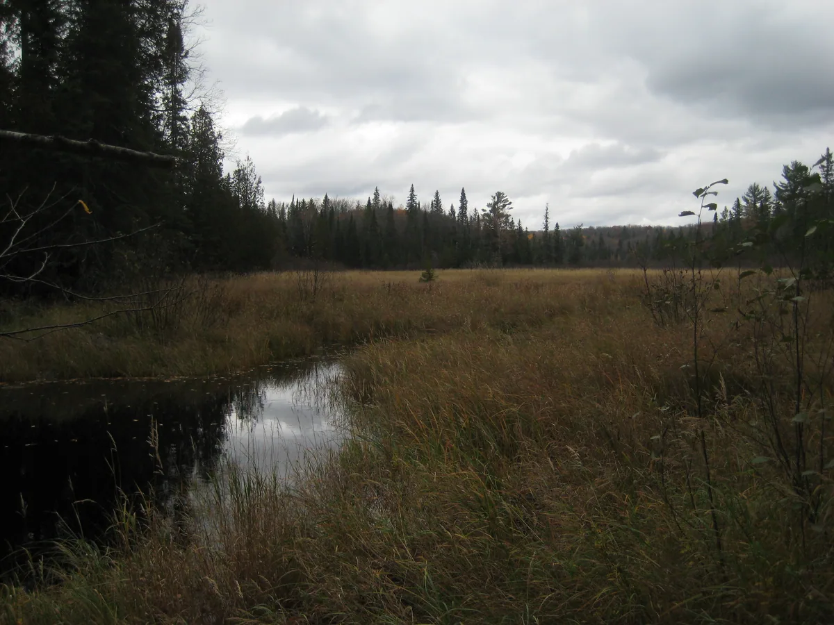 Dark swamps