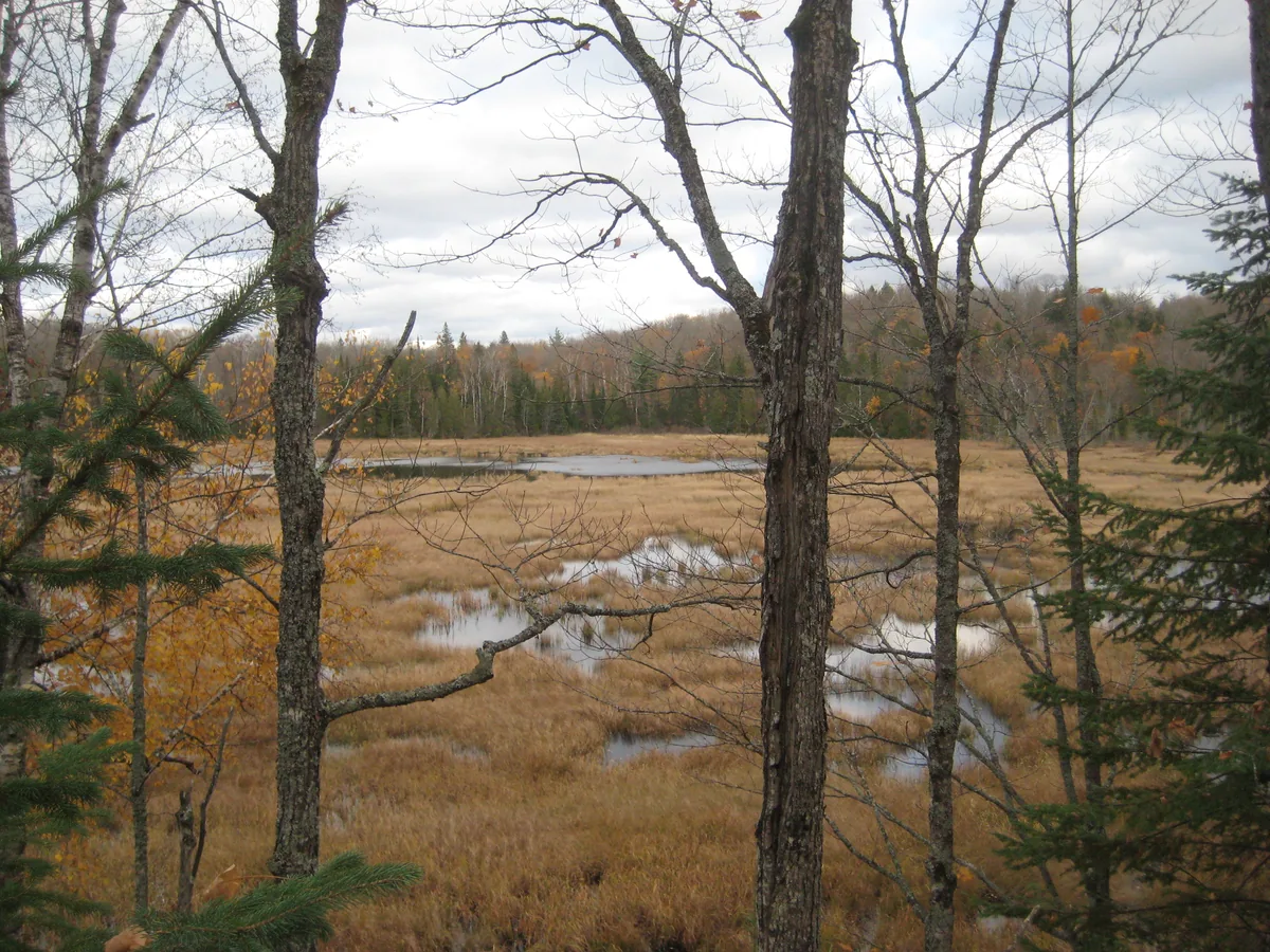 Open stretches of water in the swamp