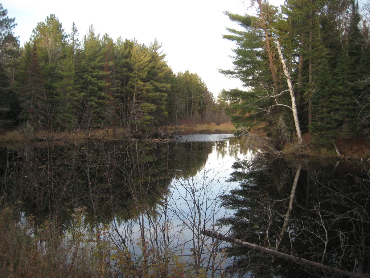 Fall colors around the pond