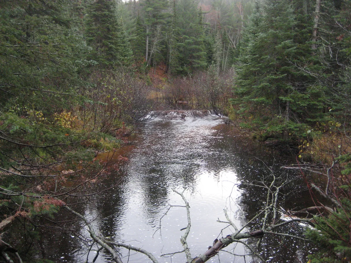 Downstream beaver dam