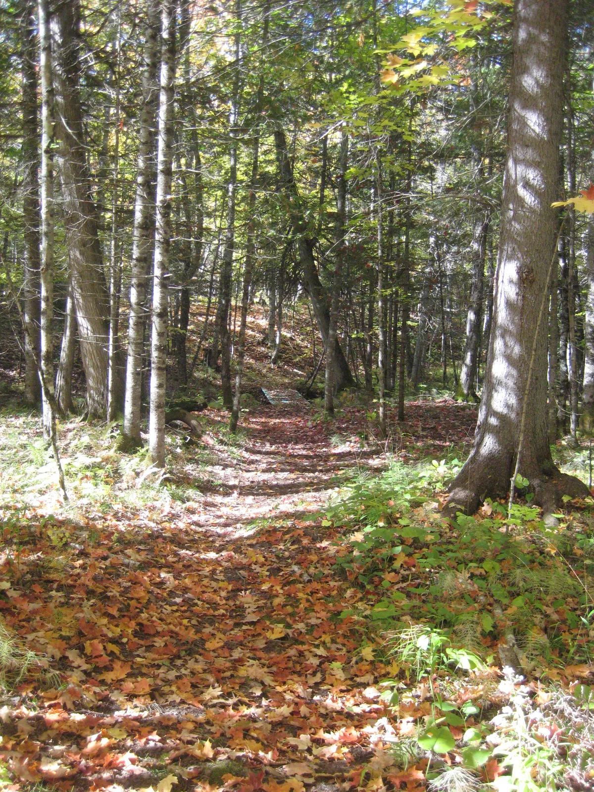 Wooded path to the creek and falls