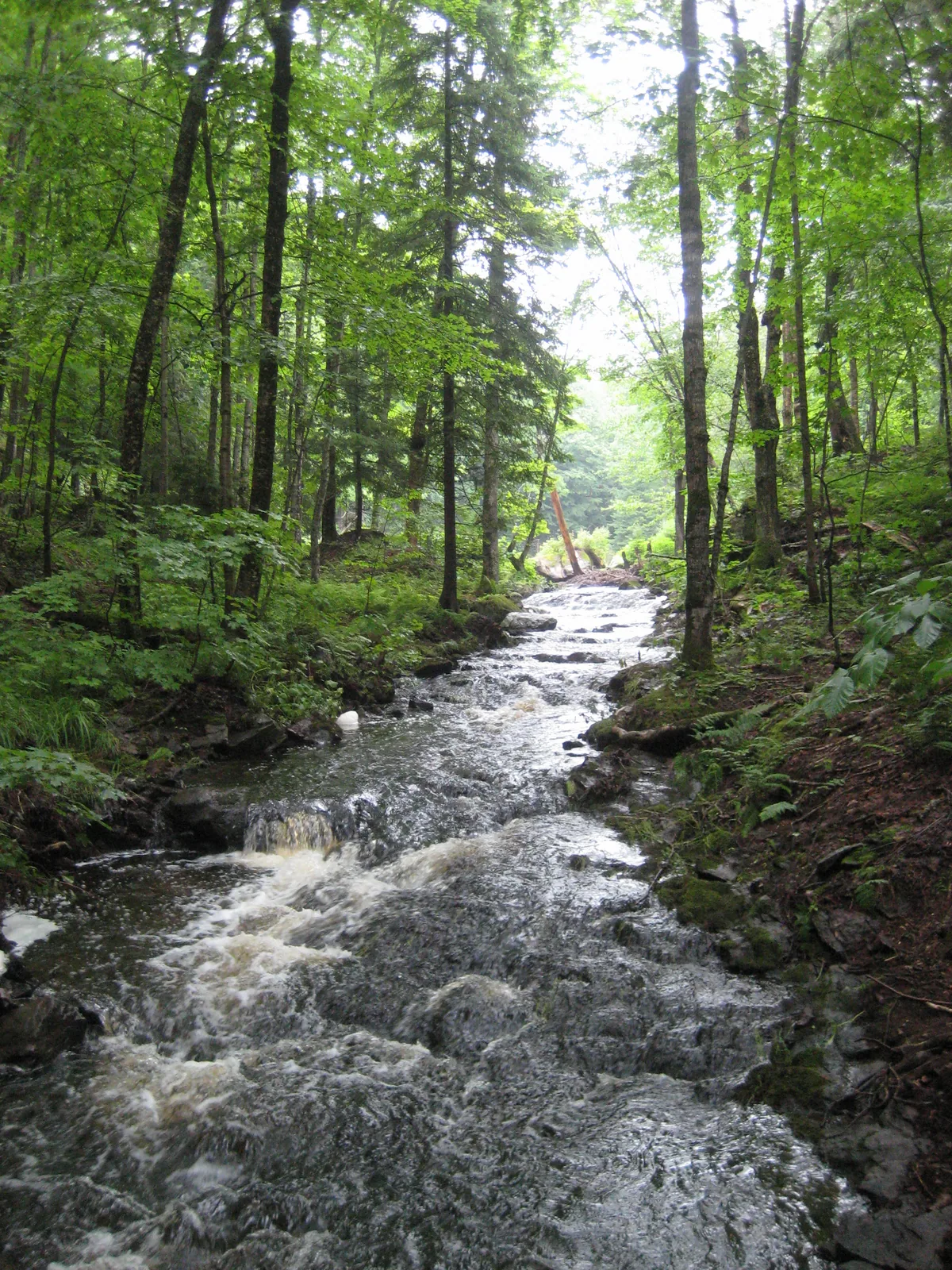 Even more swamps upstream