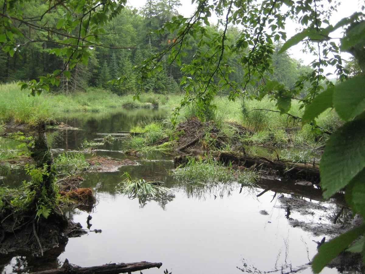 Swampy tip of the lake