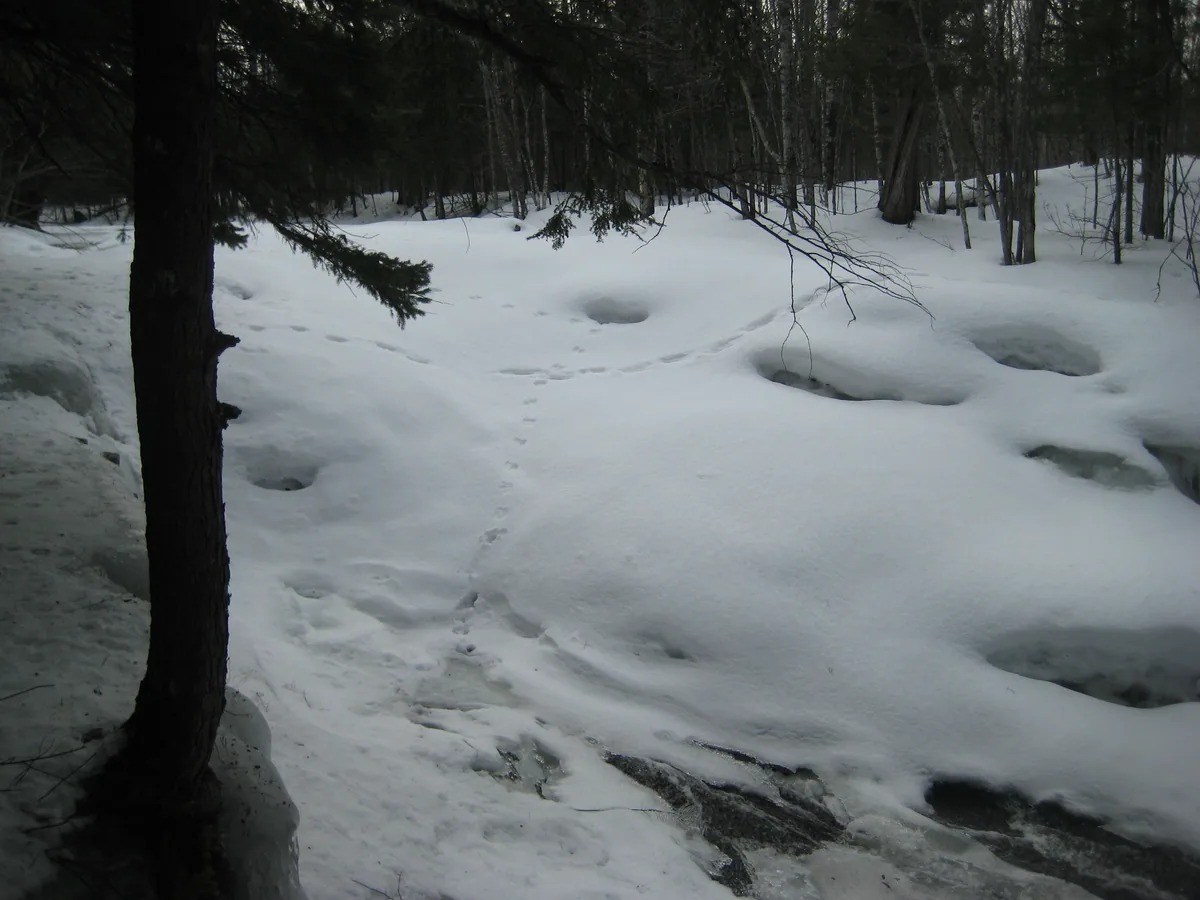 A snow-covered waterfall
