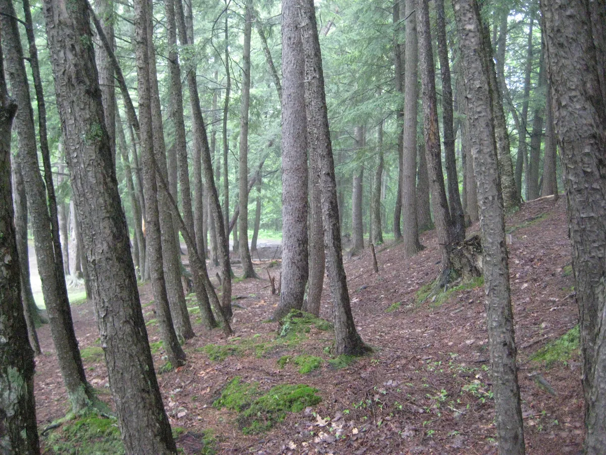 Clean woods around Slate River