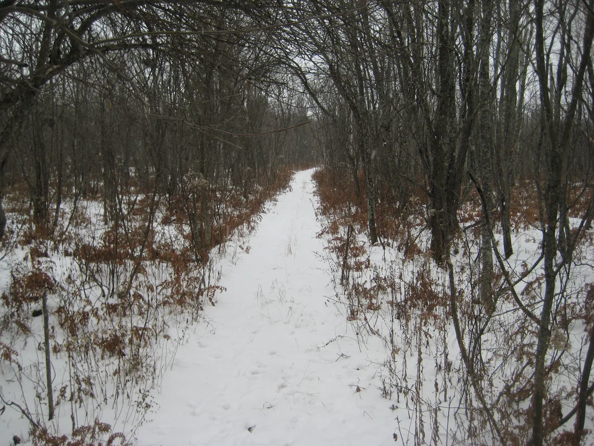 Narrow path through the winter woods