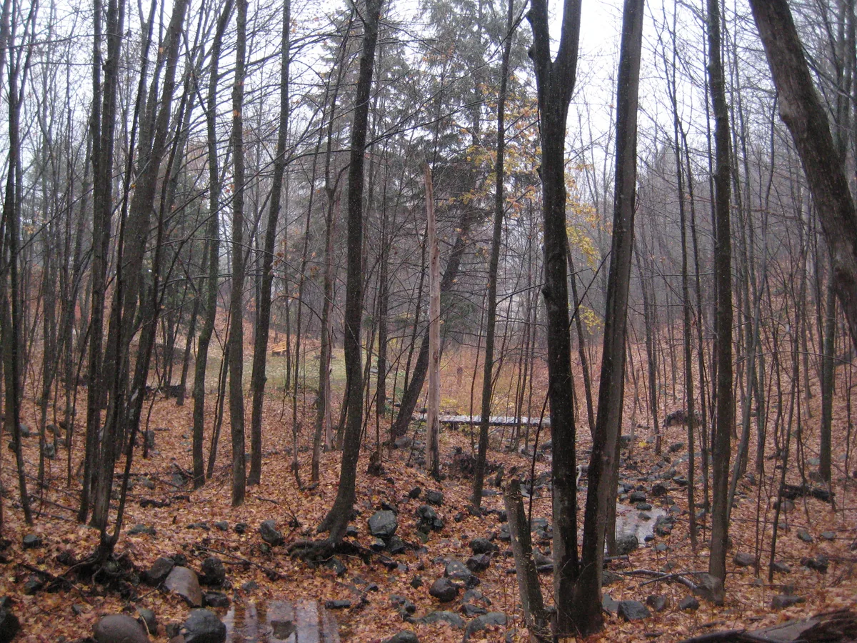 Looking downstream over the leaf strewn creek